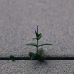 a small plant sprouts out of the pavement