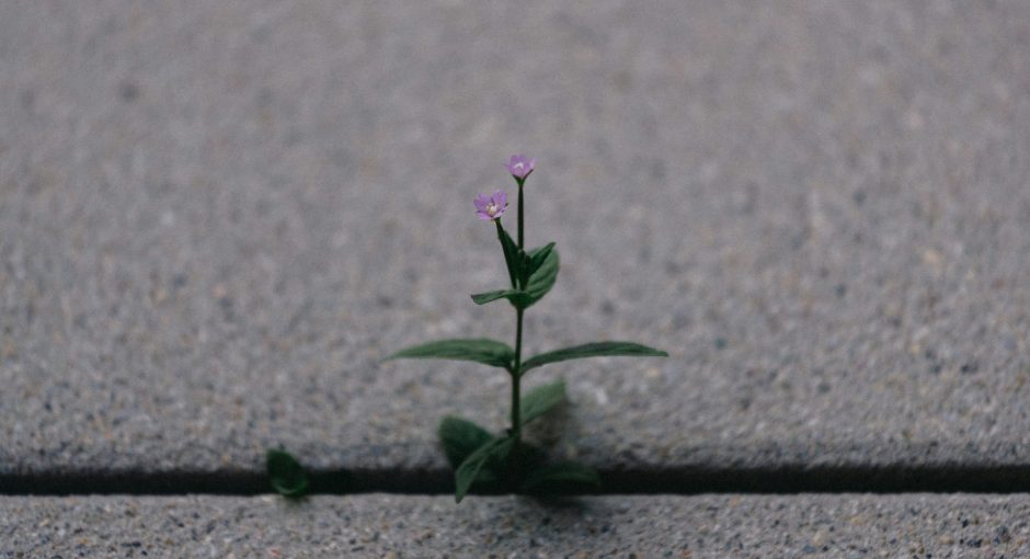a small plant sprouts out of the pavement